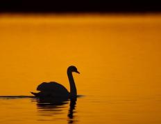 叶兆言：黑天鹅去哪了